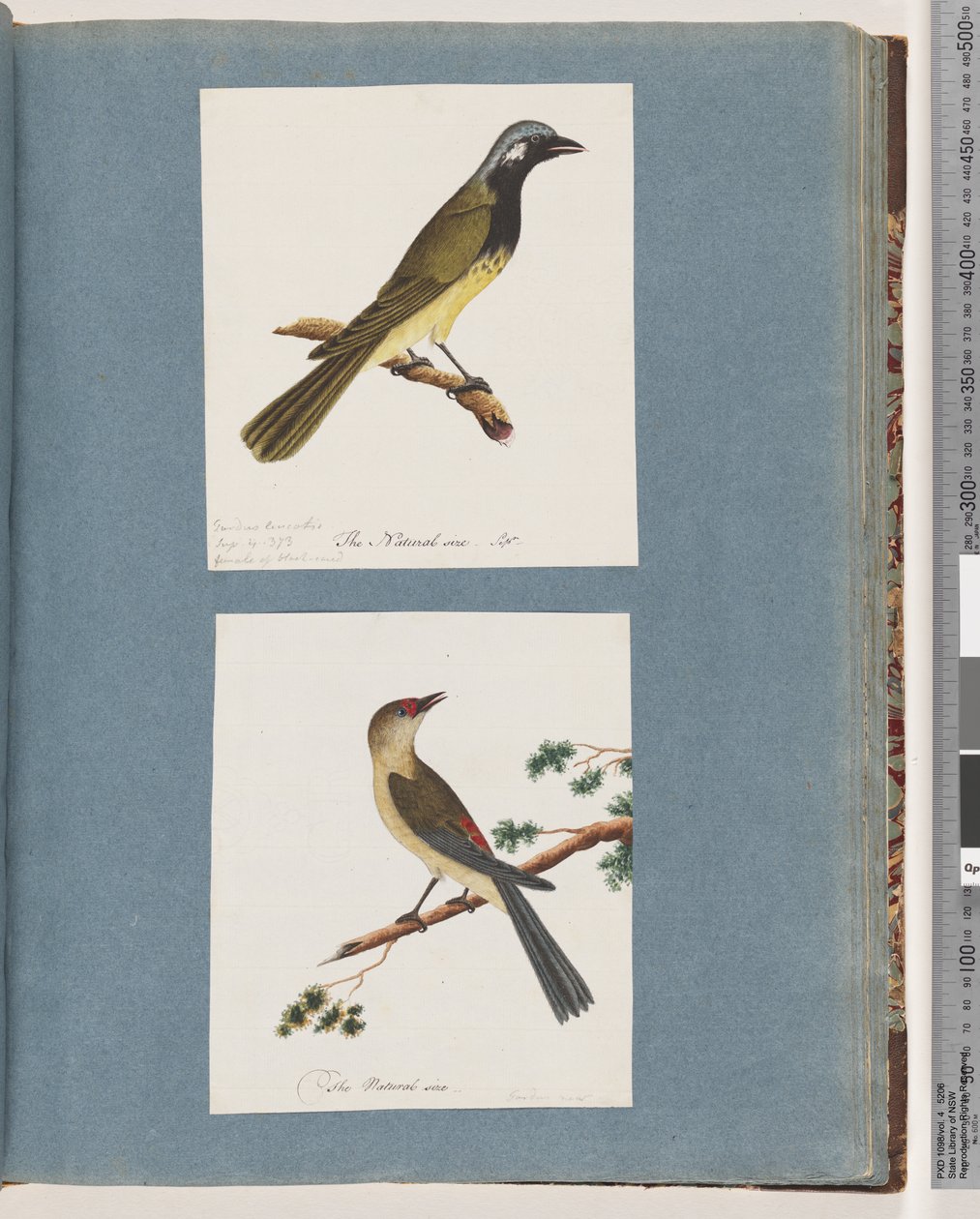 56ページ。正体不明の鳥。ツグミleucotis。 57.赤眉のフィンチ。ツグミ新しい 作： 無名の画家