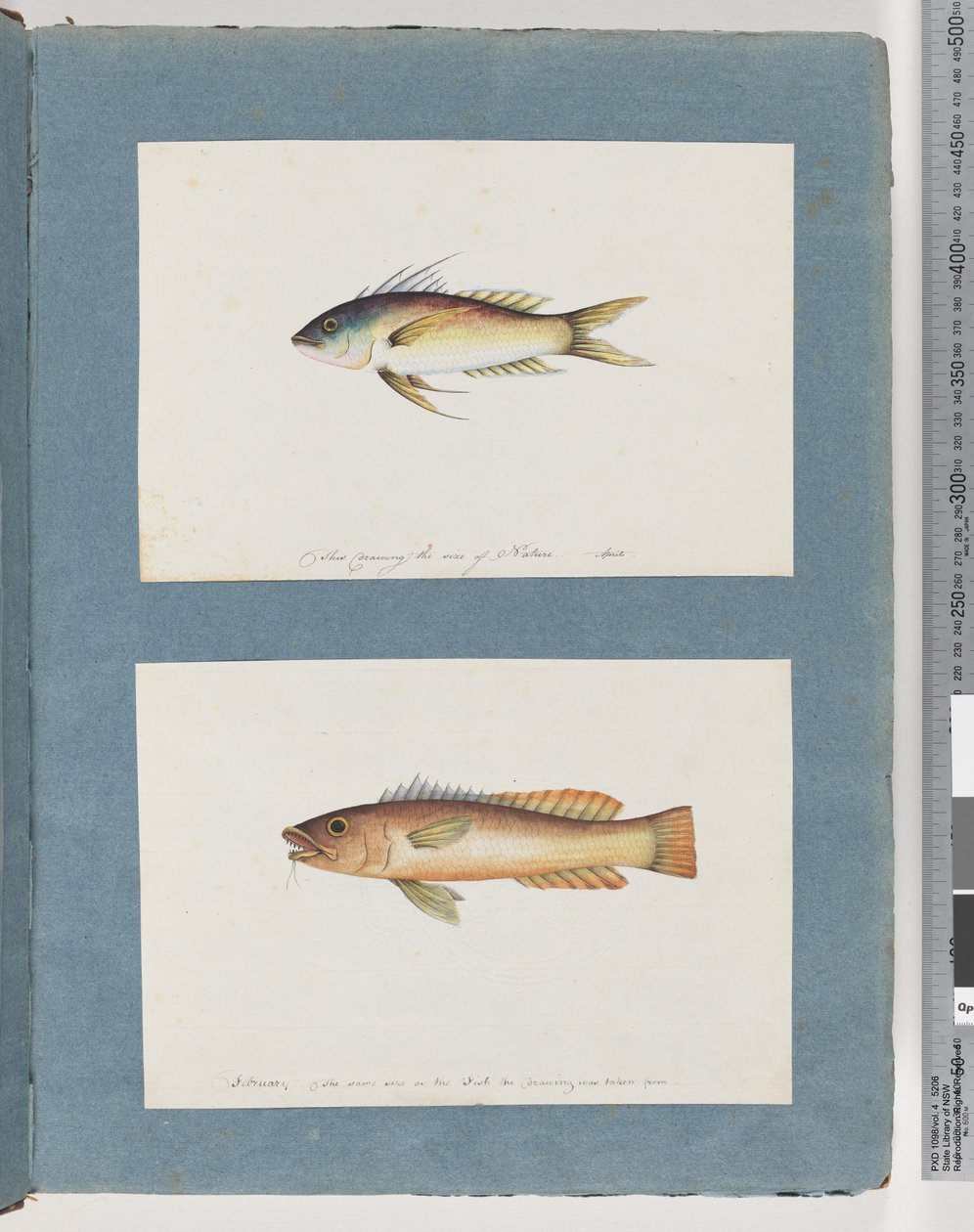 ページ5.正体不明の魚6.正体不明の魚 作： 無名の画家
