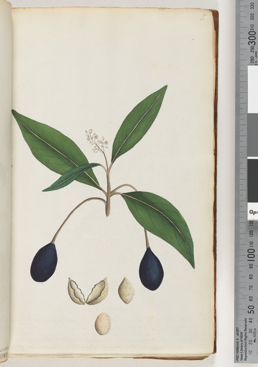 ページ5。未確認の植物 作： 無名の画家