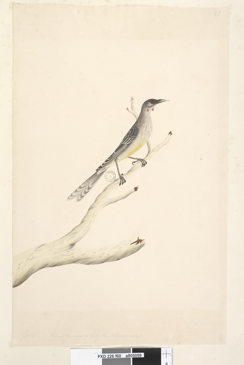 ページ60。6月。スケールで自然なサイズの半分に縮小アカミミダレ、鳥Anthochaera carunculata、1791-92 作： 無名の画家