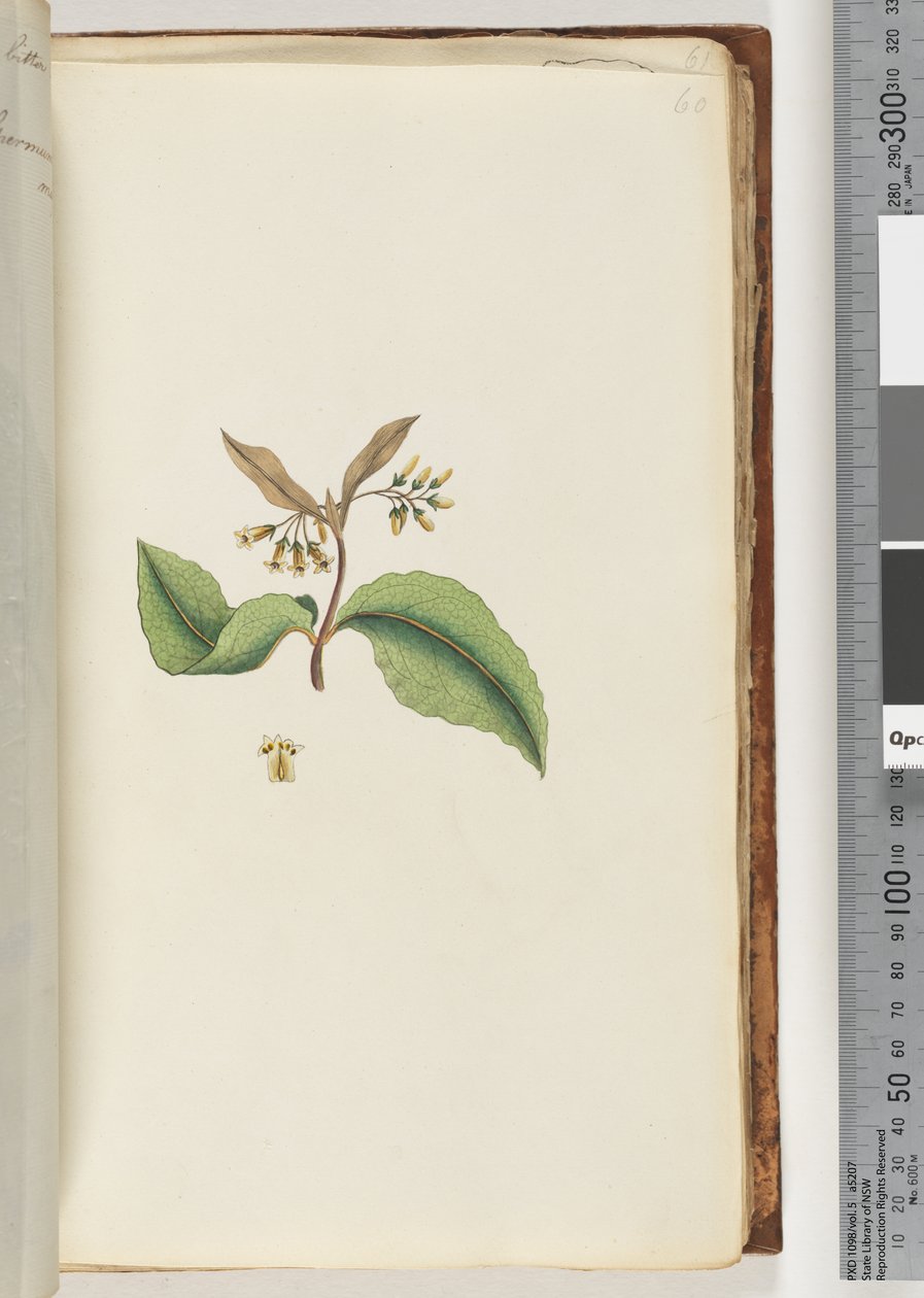 60ページ。正体不明の植物 作： 無名の画家