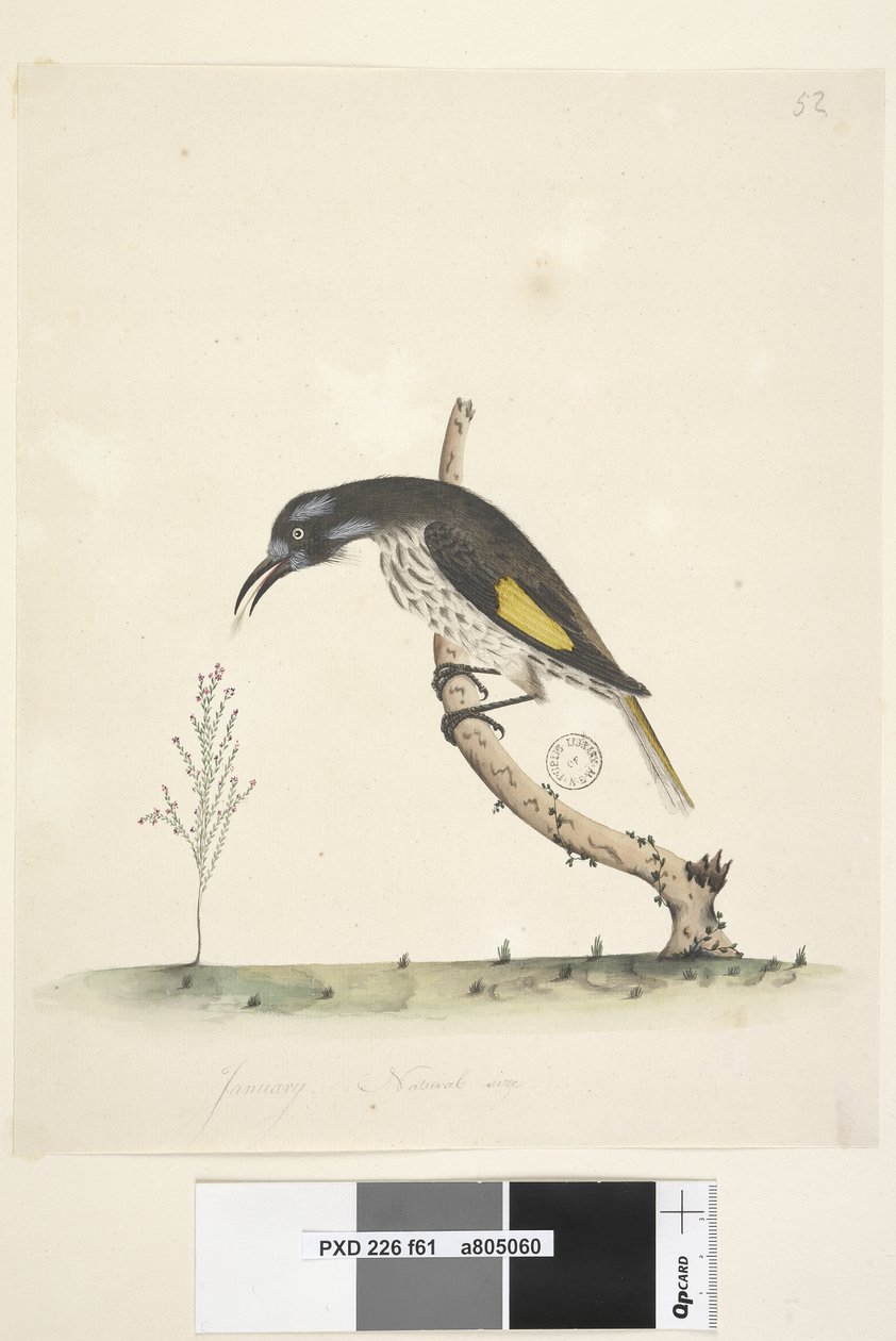 ページ61。1月。黄色い翼のあるNuthatchMeliornisの新しい自然なサイズ、オランダ、1791-92 作： 無名の画家