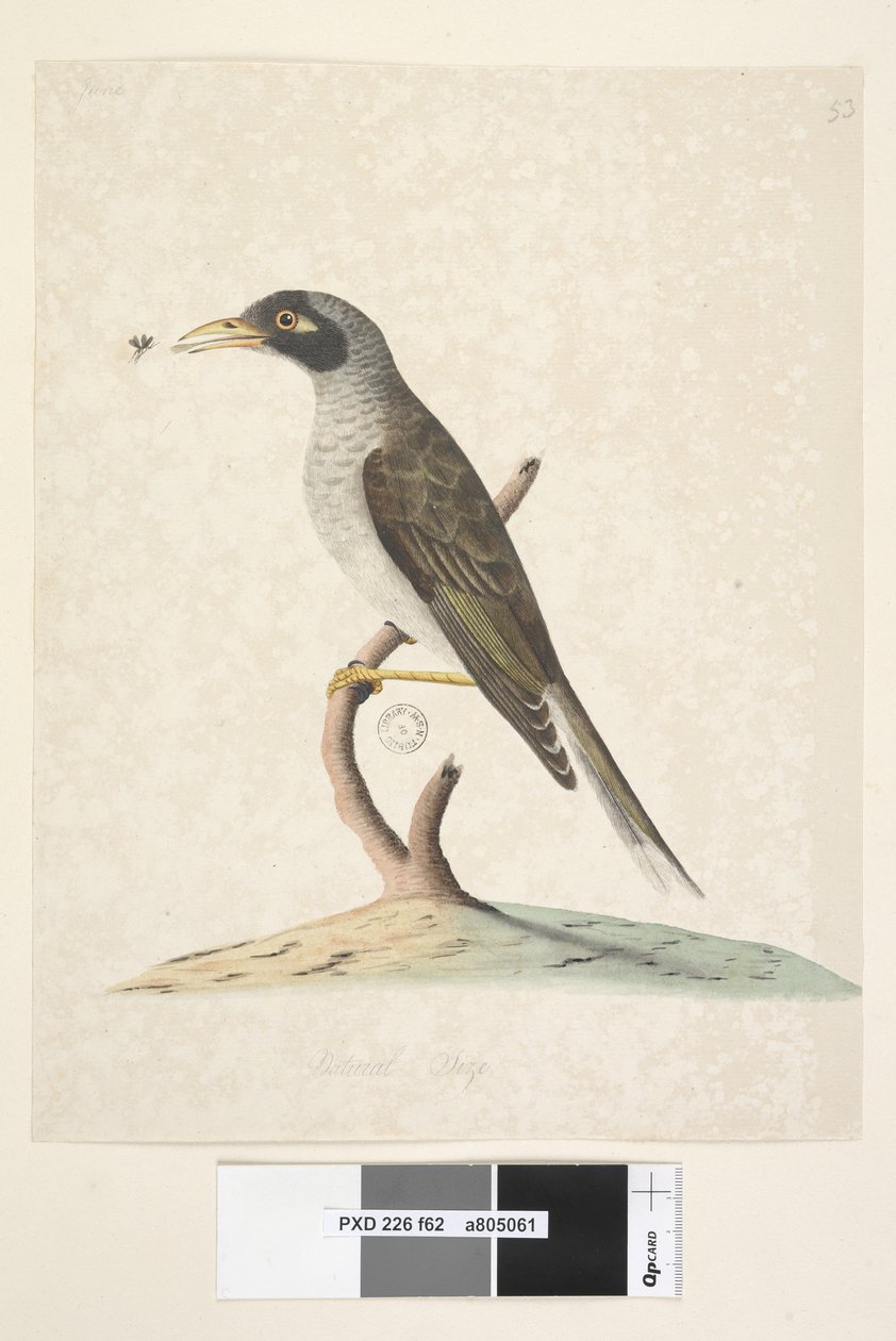 ページ62。6月。自然なサイズNoisyMiner Myzantha melanocephala、1791-92 作： 無名の画家