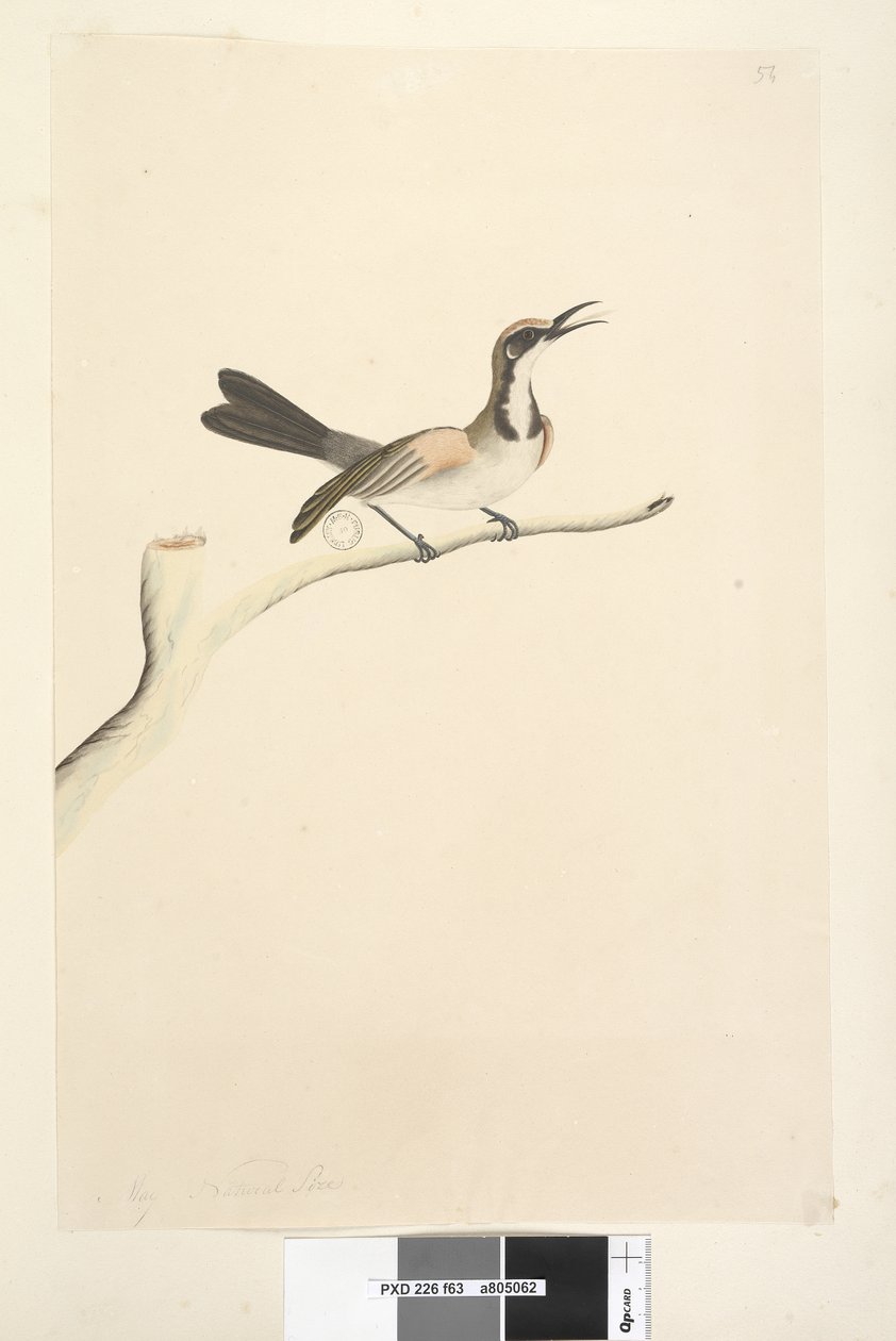 ページ63。5月。自然なサイズのカレハミツスイPhylidonyrismelanops、1791-92 作： 無名の画家