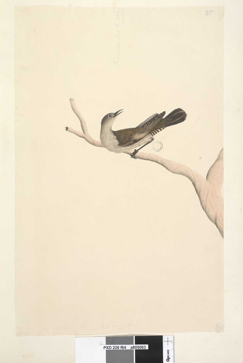 64ページ。自然なサイズ。アイリスは疑わしい。アイリスはわら色の茶色の木、Creeper Climacteris picumnus、1791-92であると思われます 作： 無名の画家