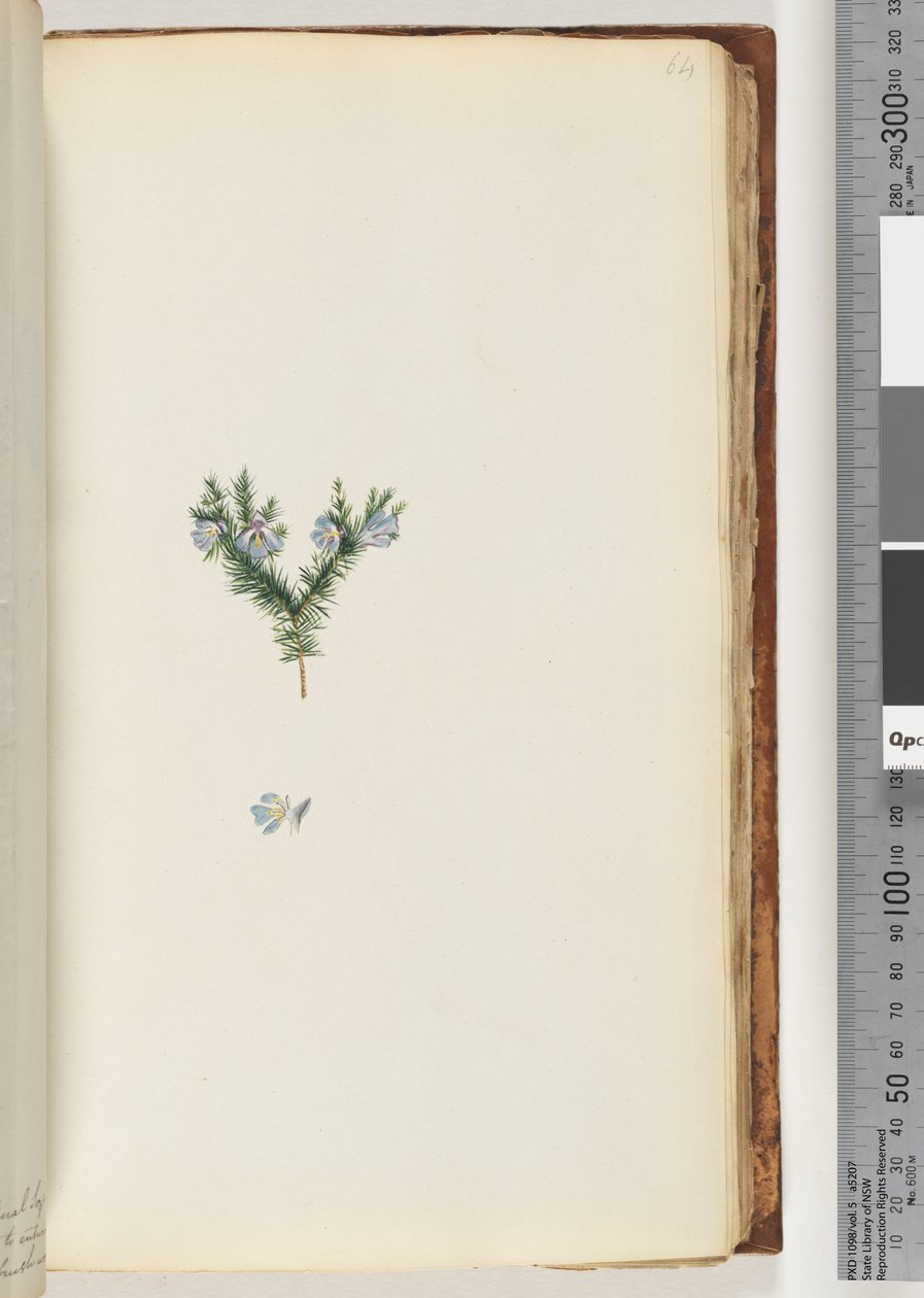 64ページ。正体不明の植物 作： 無名の画家
