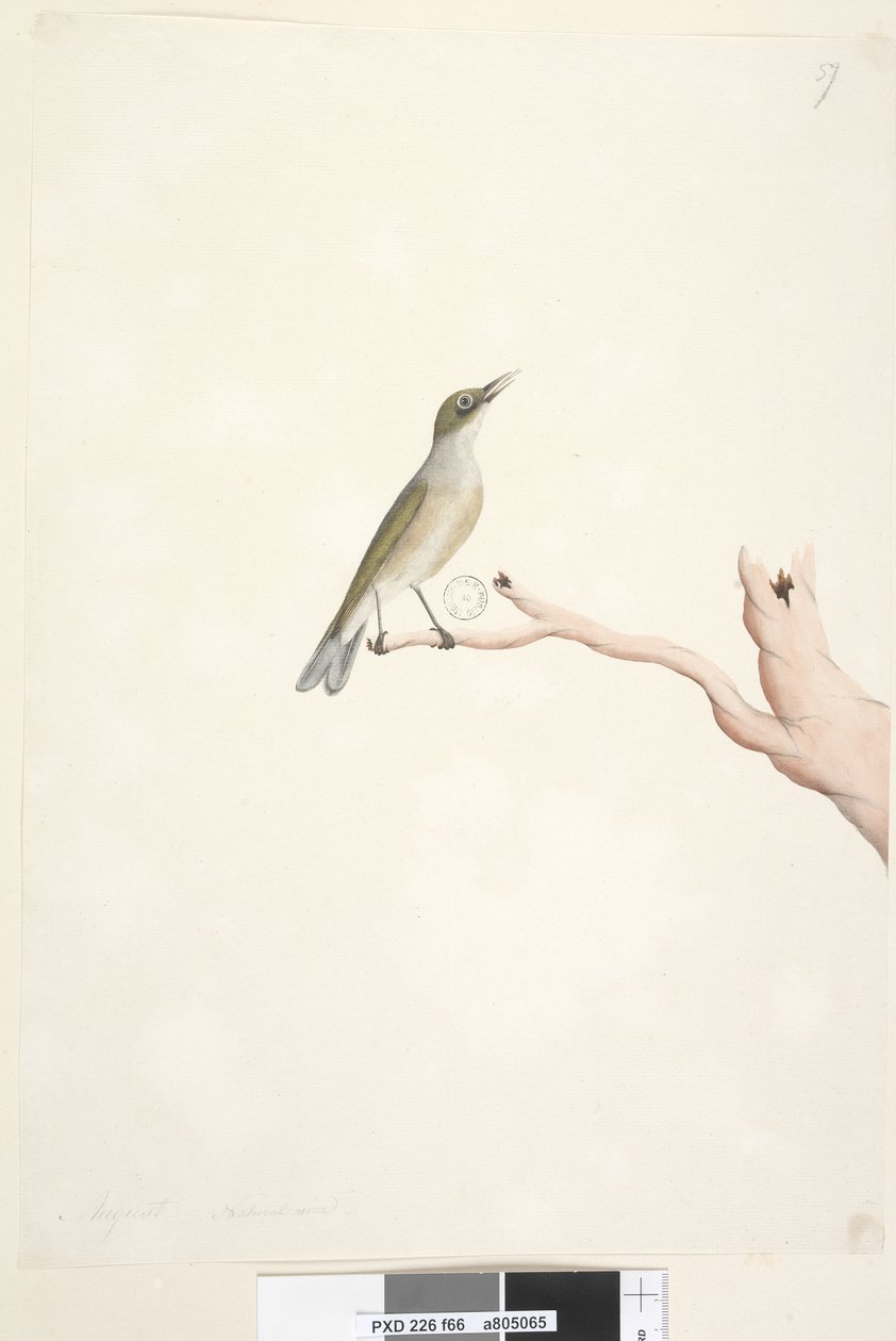ページ66。8月。自然なサイズの灰色、裏打ちされたSilvereye Zosteropslateralis、1791-92 作： 無名の画家