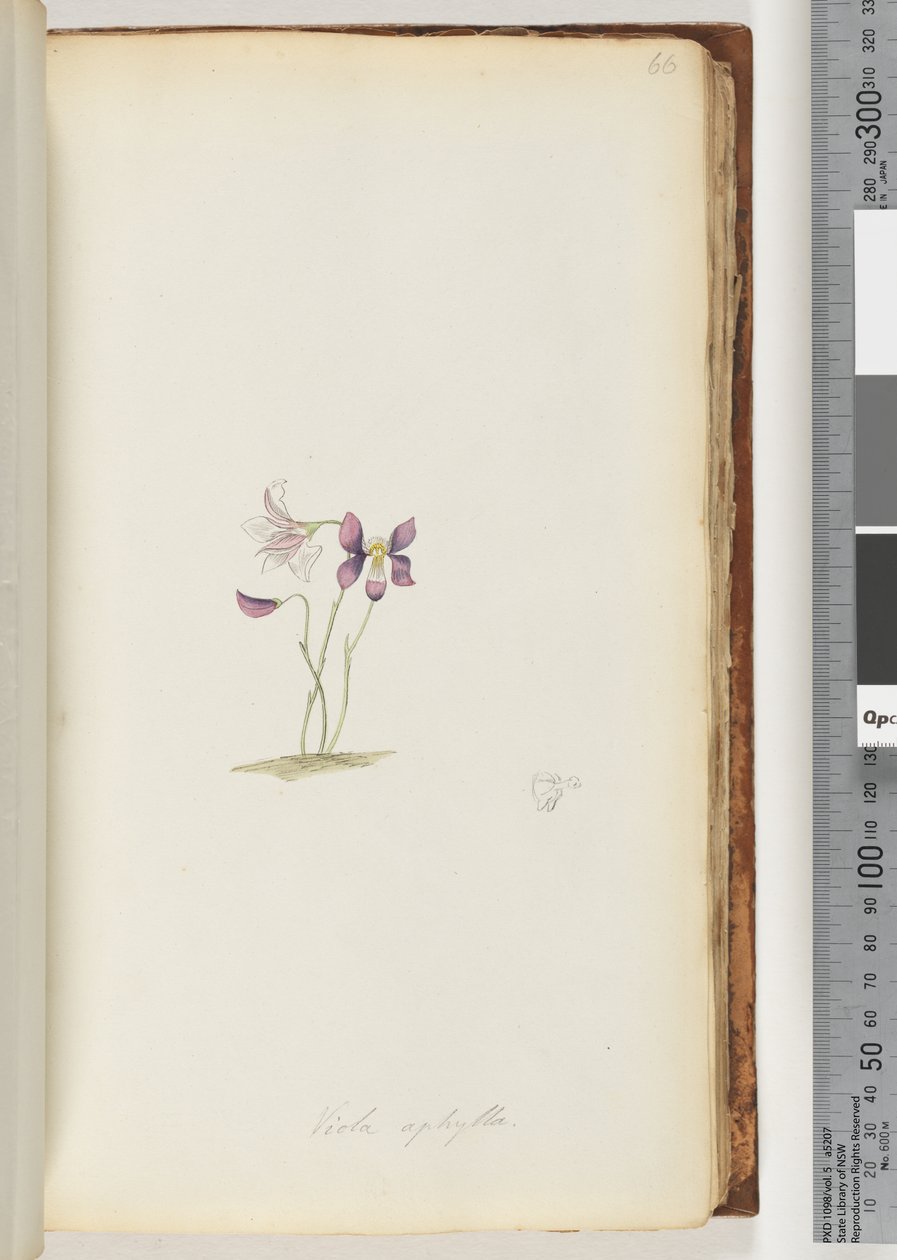 66ページ。Violaaphylla- Wild Violet 作： 無名の画家