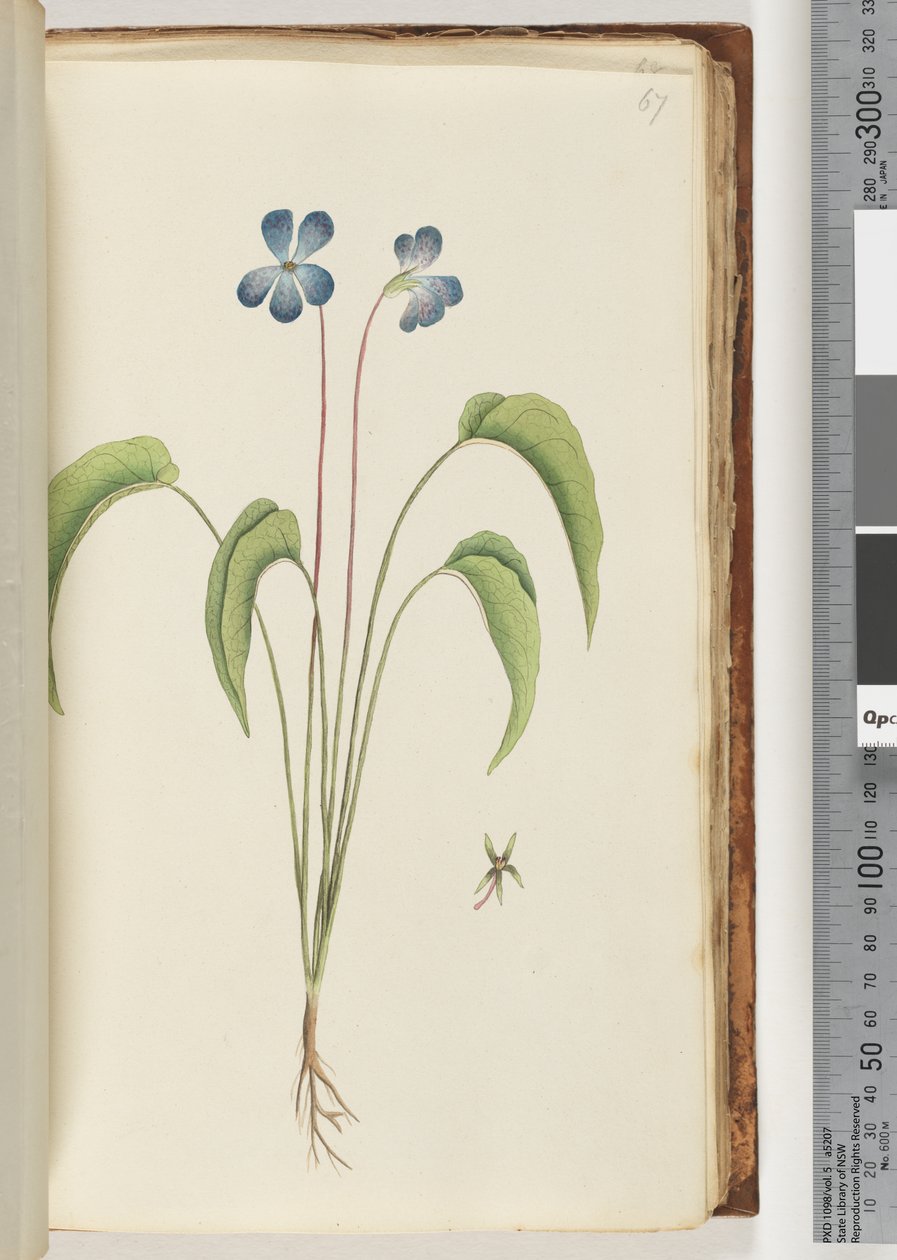 67ページ。正体不明の植物 作： 無名の画家
