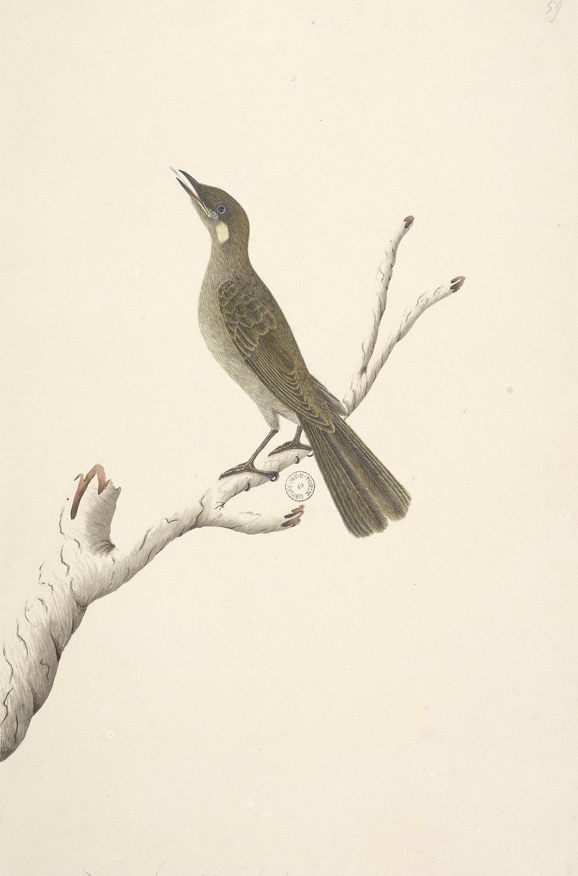 68ページ。自然なサイズ、August Lewin Honeyeater Meliphaga Lewinii、1791-92 作： 無名の画家