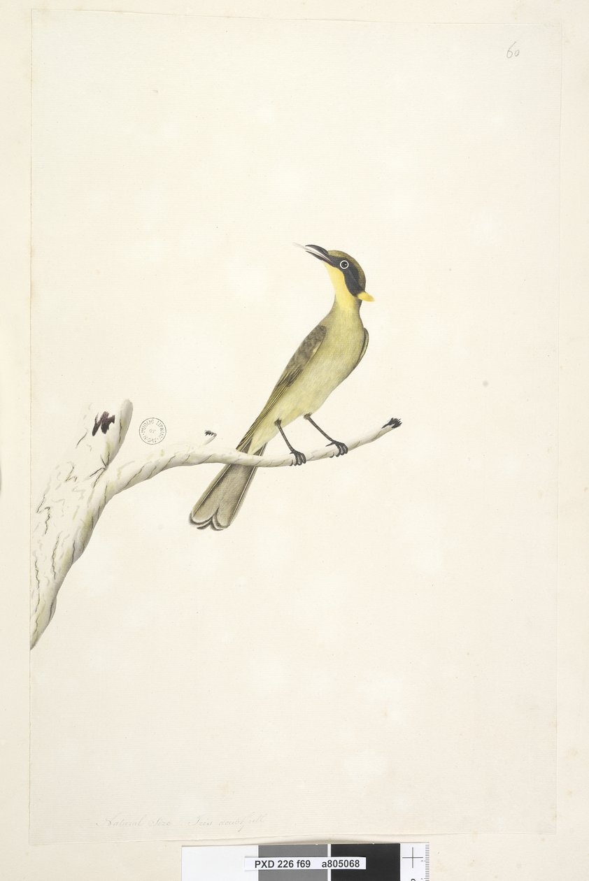ページ69。自然なサイズ。アイリス疑わしい黄色、房状のミツスイLichenostomus melanops、1791-92 作： 無名の画家