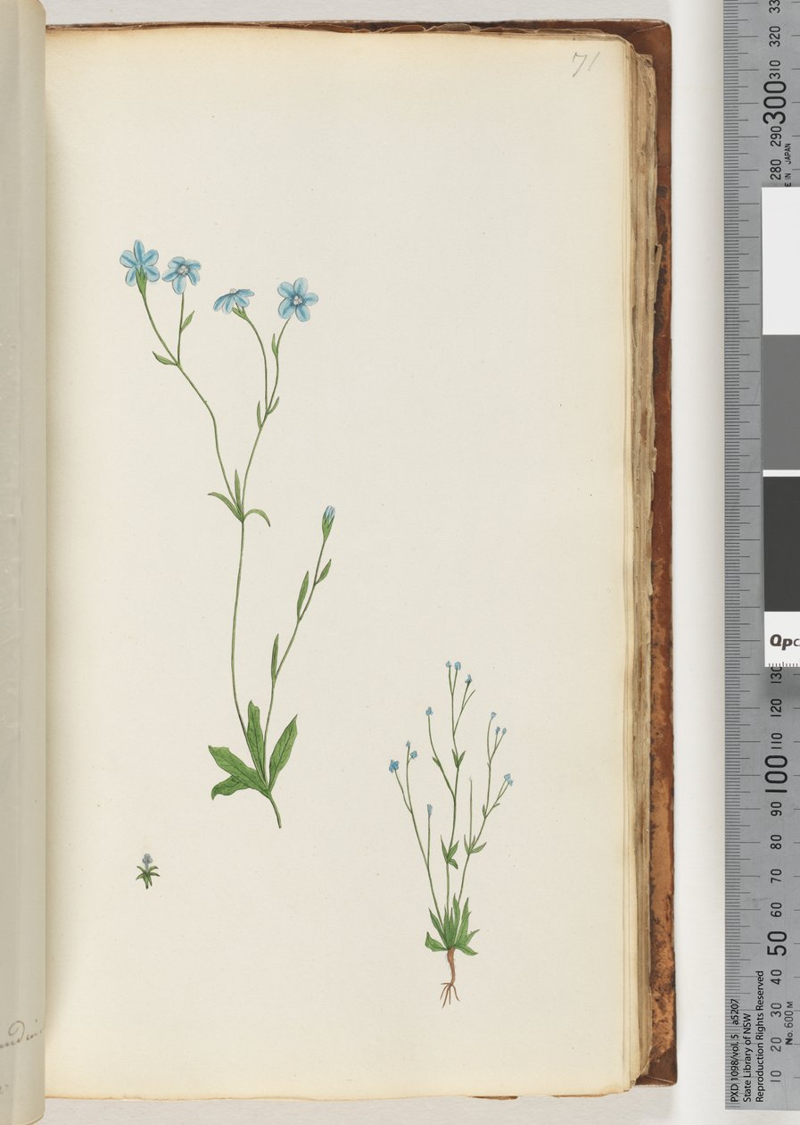 71ページ。正体不明の植物 作： 無名の画家