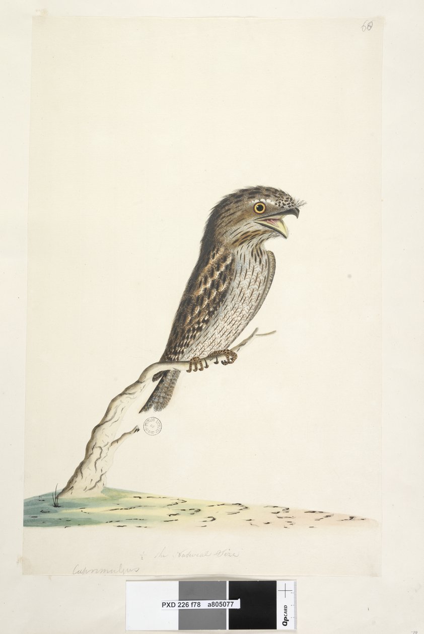 78ページ。カプリマルガス。別の手で中央下に自然なサイズの1 - 2Tawny Frogmouth Podargus strigoides、1791-92 作： 無名の画家