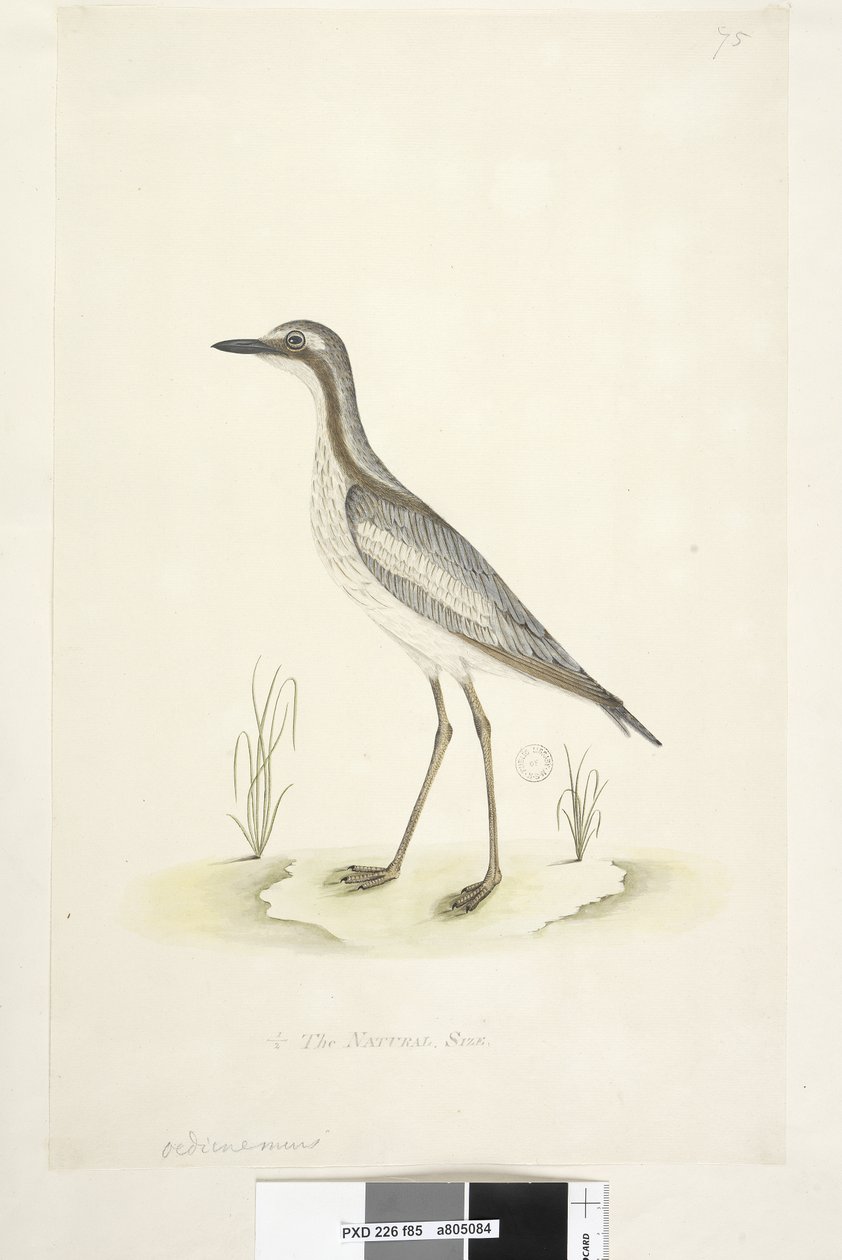 85ページ。イシチドリ。別の手で中央下部にある自然なサイズのサザンストーン、Curlew Burhinus magnirostris、1791-92 作： 無名の画家