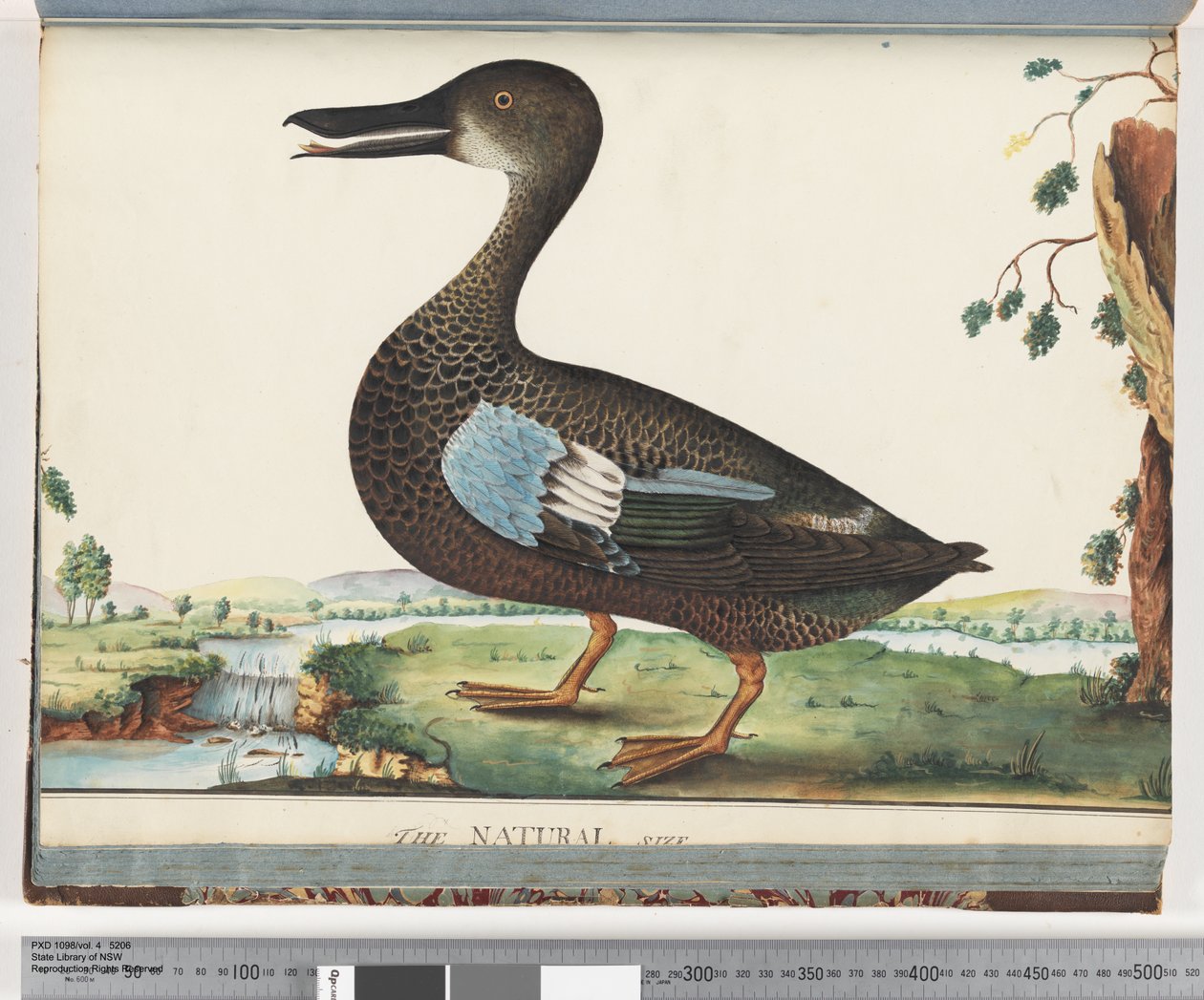 ページ87.アヒル 作： 無名の画家
