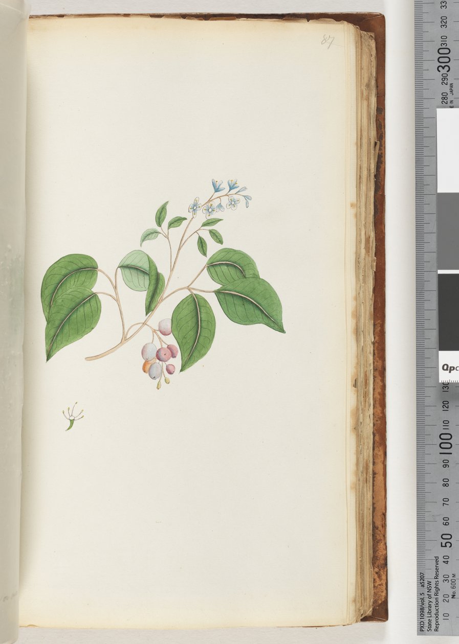 ページ87.未確認の植物 作： 無名の画家