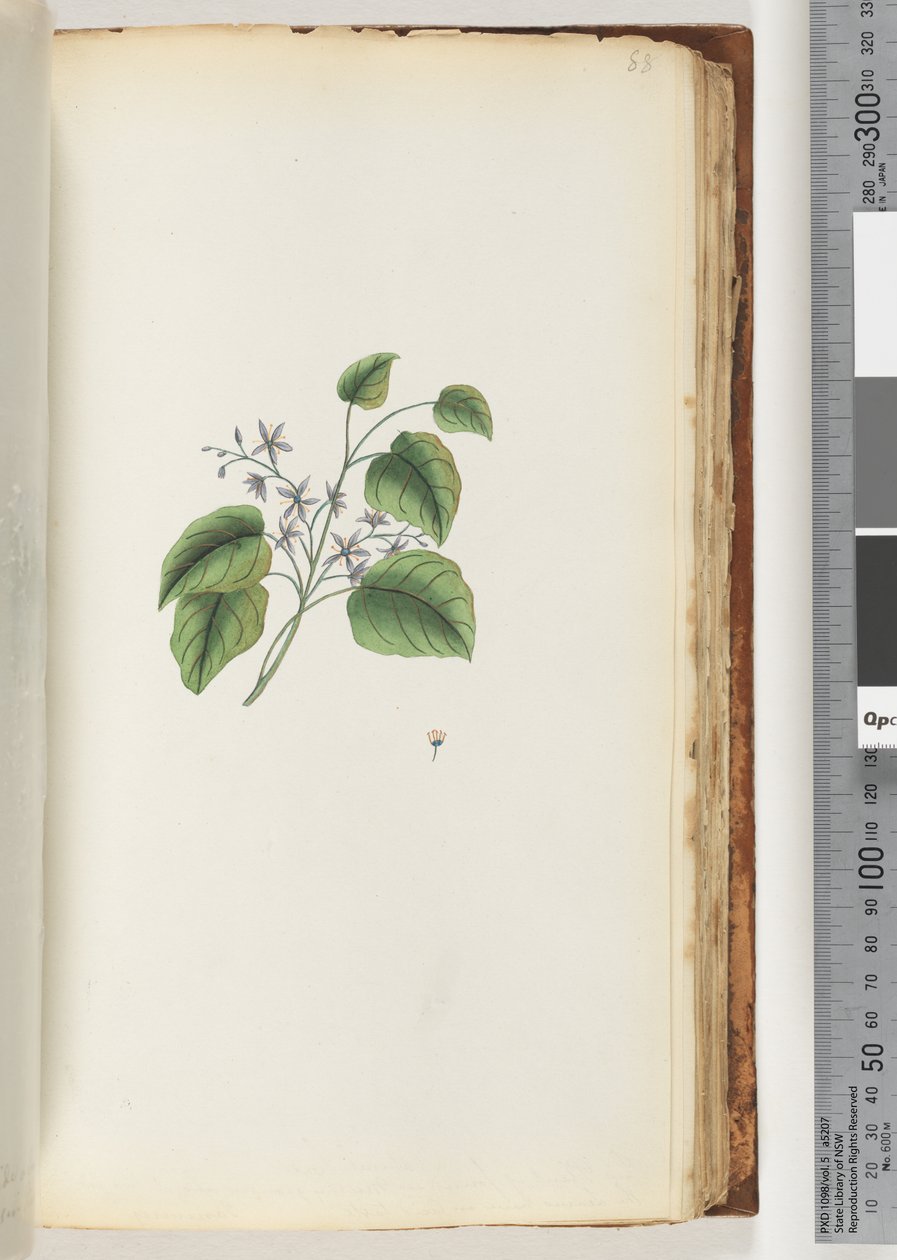 88ページ。正体不明の植物 作： 無名の画家