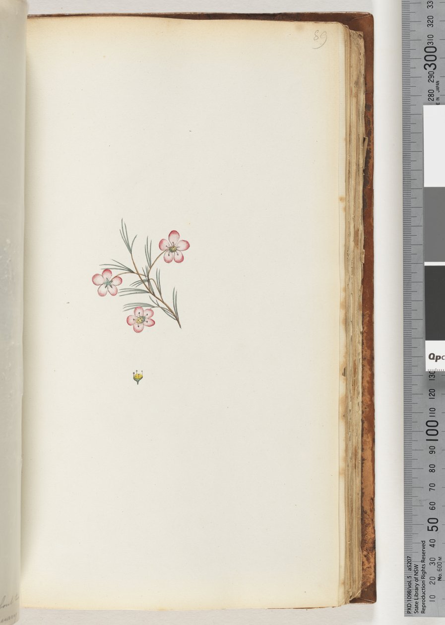 89ページ。碑文なし。正体不明の植物 作： 無名の画家