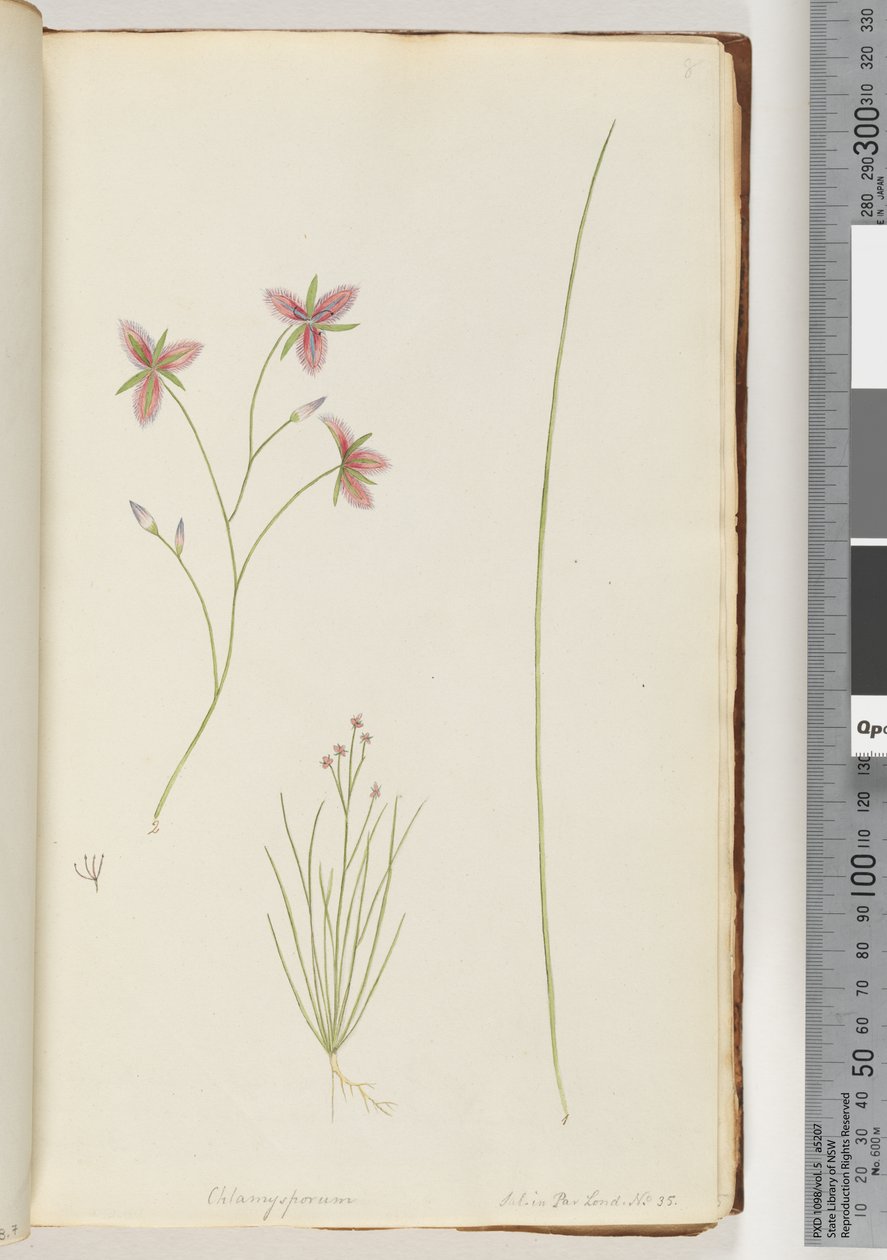 ページ8。ChlamysporumSal。パーロンドで。番号。 35 作： 無名の画家