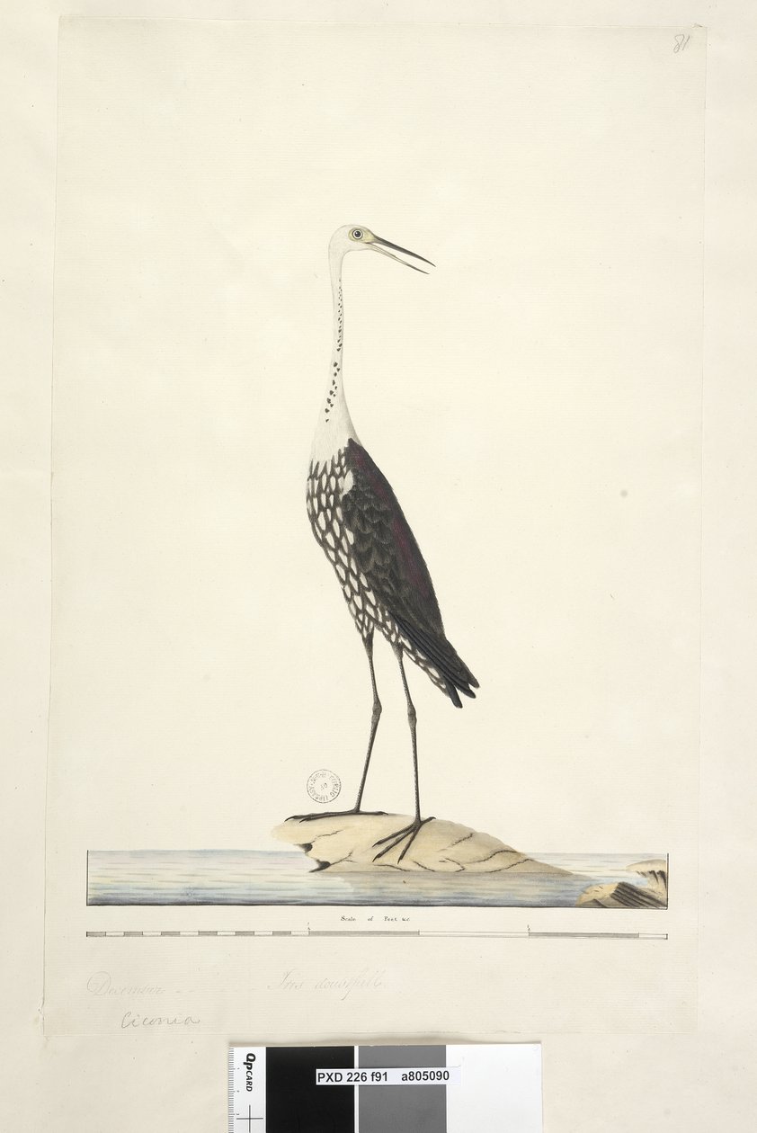 91ページ。コウノトリ。別の手でタイトルの上12月、アイリス疑わしい白、首のヘロンArdea pacifica Notophoyx pacifica、1791-92 作： 無名の画家