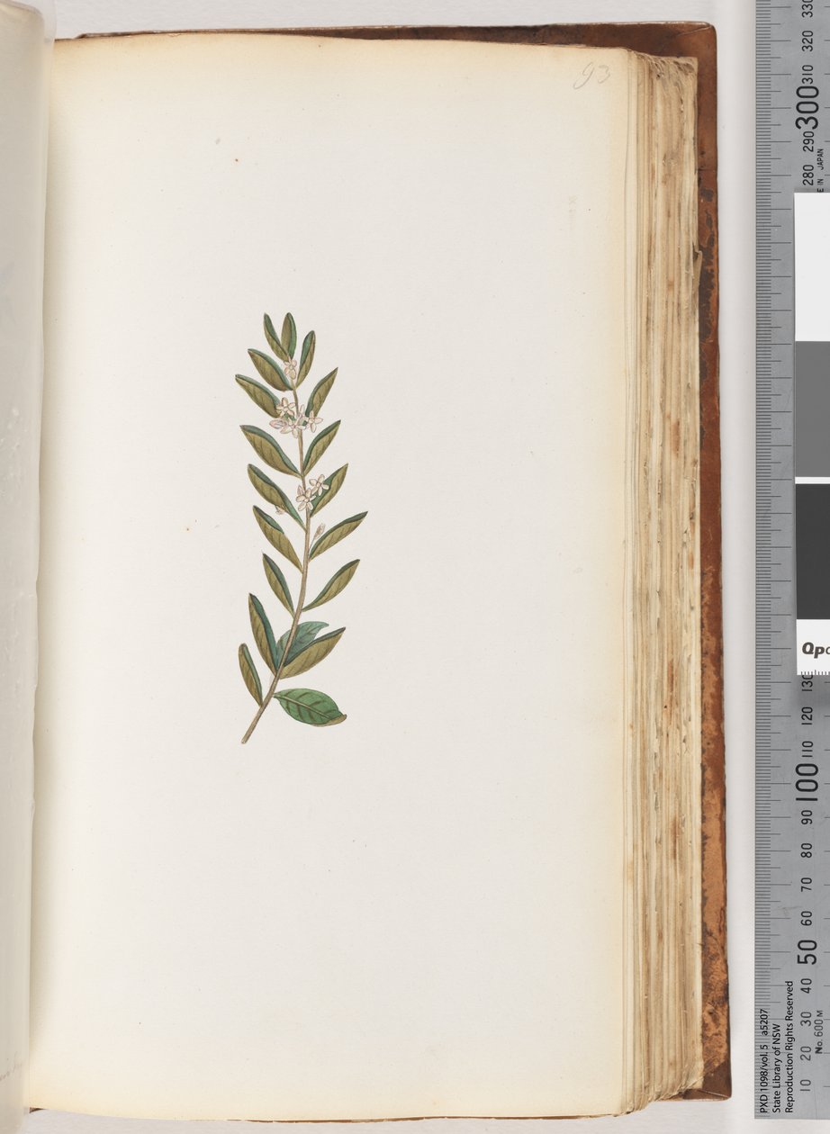 93ページ。正体不明の植物 作： 無名の画家