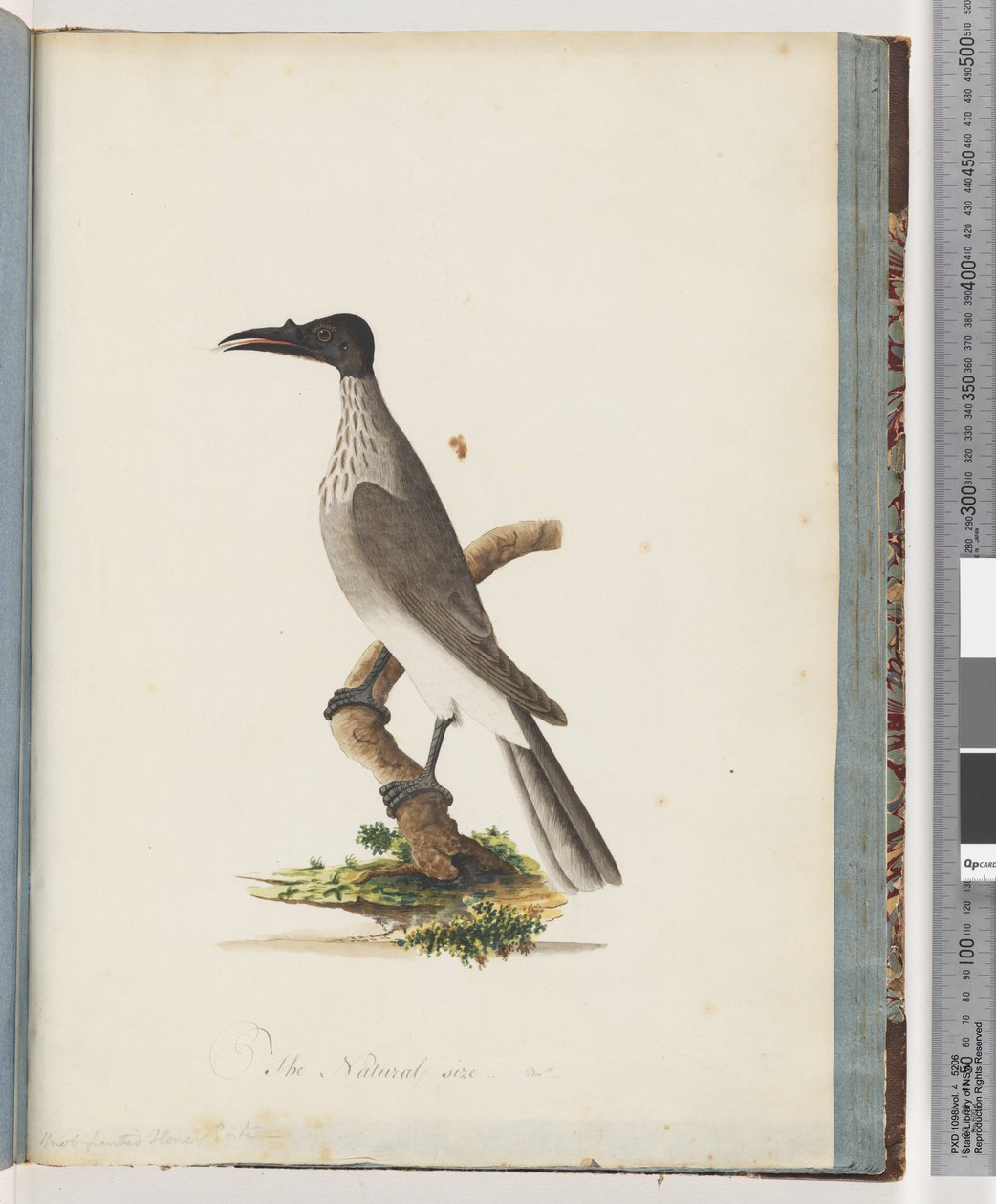 95ページ。騒々しいFriarbird。ノブに面したミツスイ 作： 無名の画家