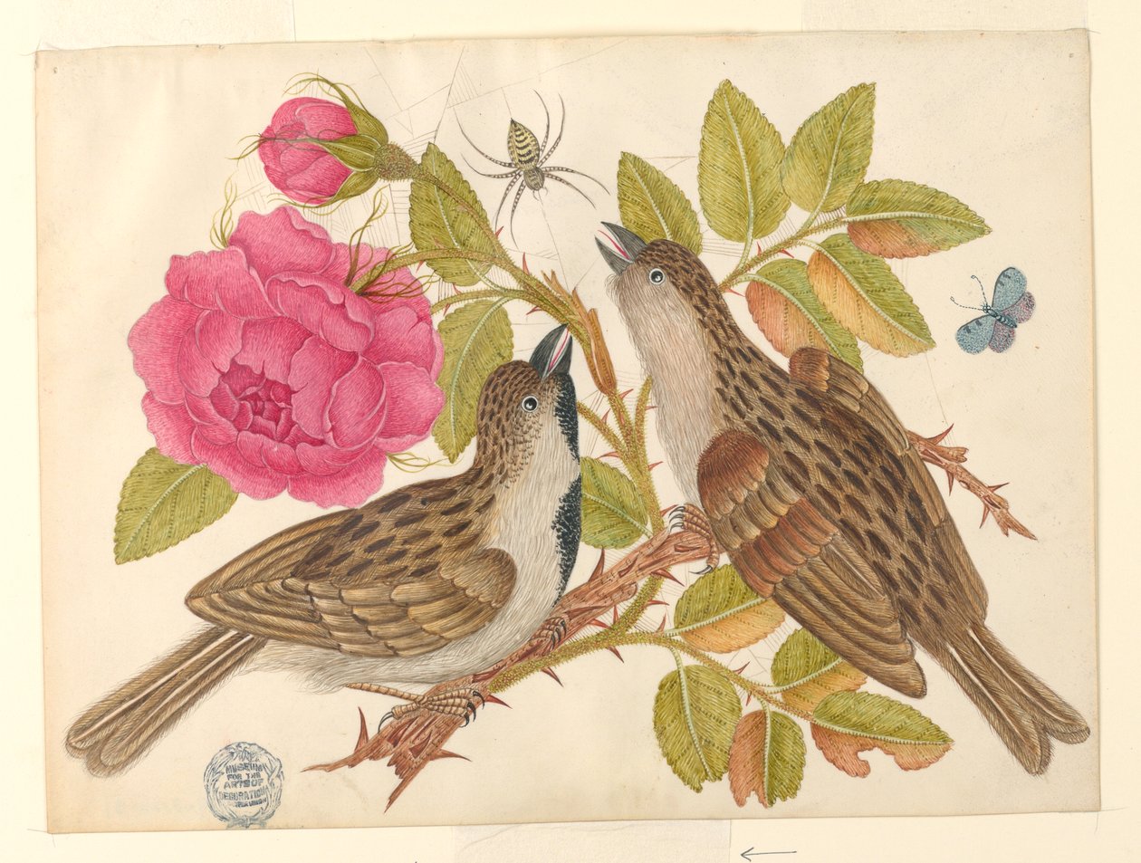 蝶とクモとバラの茎に茶色の鳥のペア 作： 無名の画家
