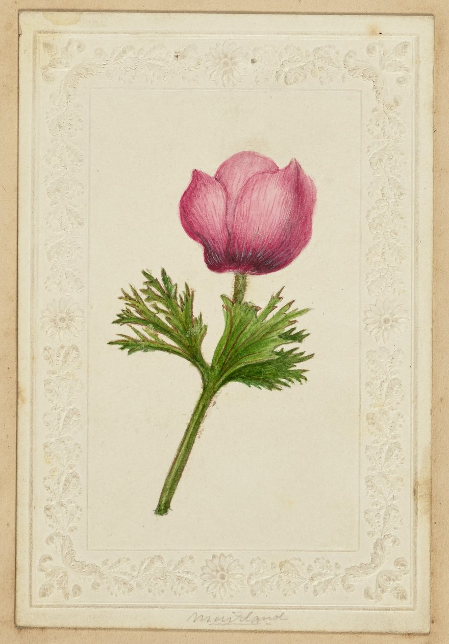 [ピンクの花のメモ用紙］ 作： 無名の画家