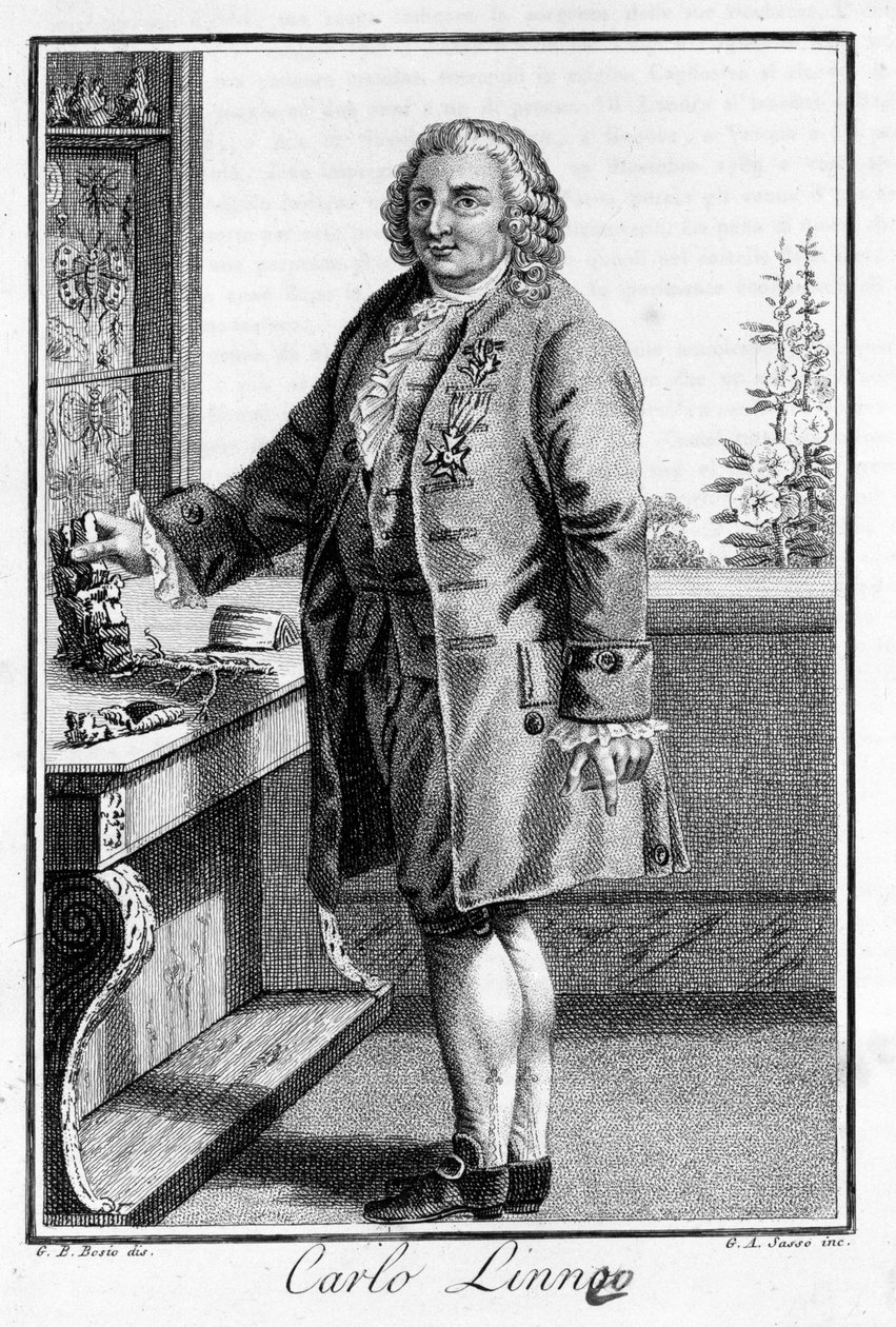 カール・フォン・リンネの肖像 スウェーデンの博物学者・作家（1707～1778年）。19世紀のSd.エングレーヴィング。 作： 無名の画家