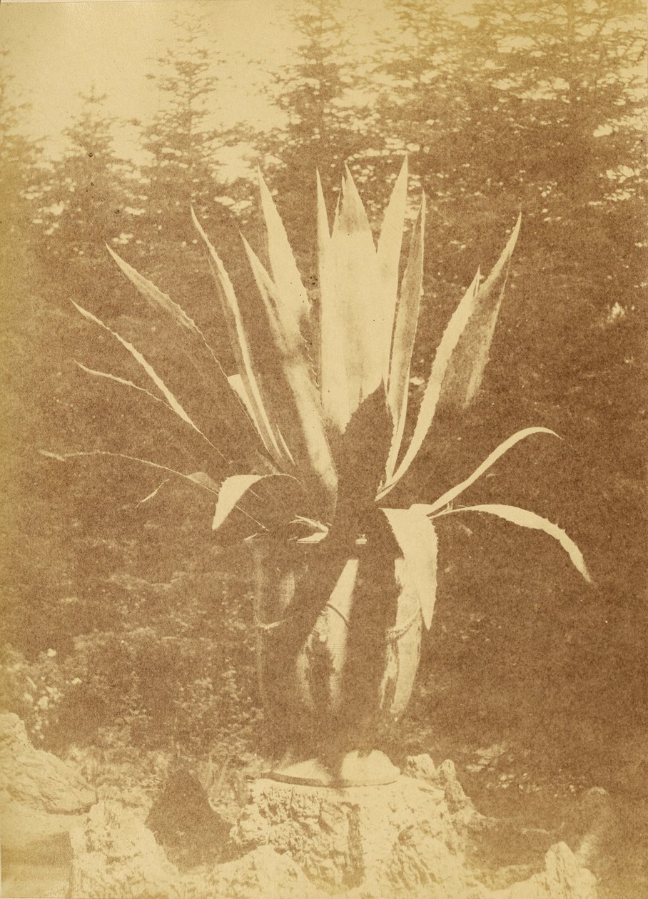 [鉢植え］ 作： 無名の画家
