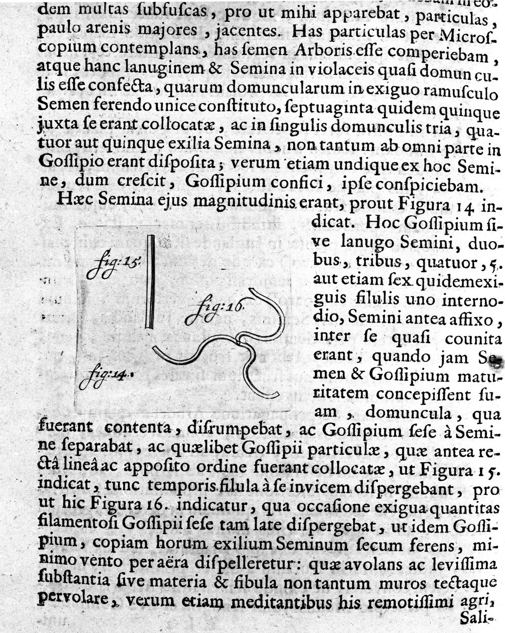 果樹の種の表現 オランダの貿易商で科学者のAntoine van Leeuwenhoek（またはLeeuvenhoek Leeuwenhoeck）（またはAntoni or Anthonie）（1632-1723）が作成した説明書。1722年「アルカノールムの研究」からの版画 作： 無名の画家