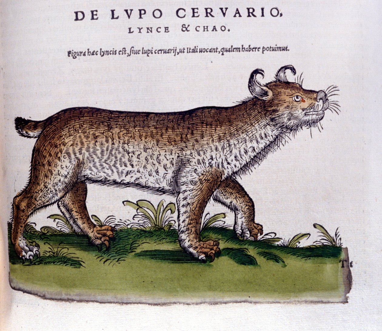オオカミ（鹿）の表現 - Historia Animalium de Conrad Gesner (1516 - 1565), Tiguri 作： 無名の画家