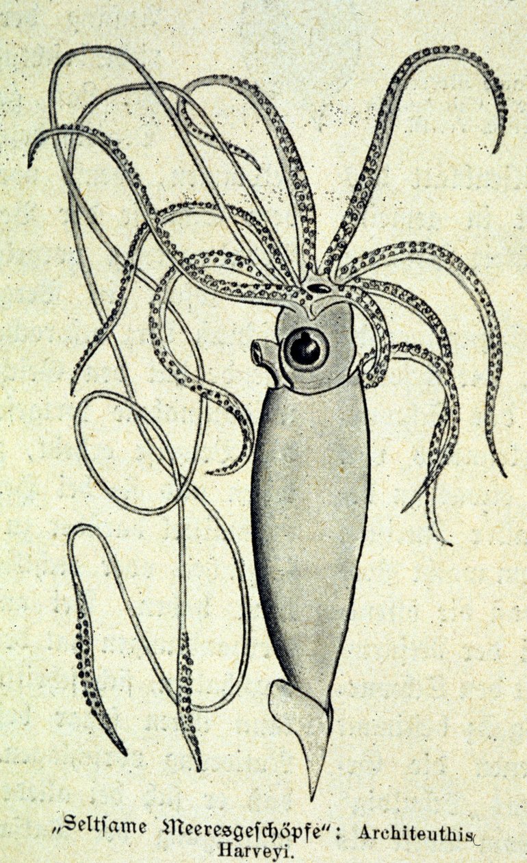 ダイオウイカ（Architeuthis Harveyi）を表現したもの。 作： 無名の画家
