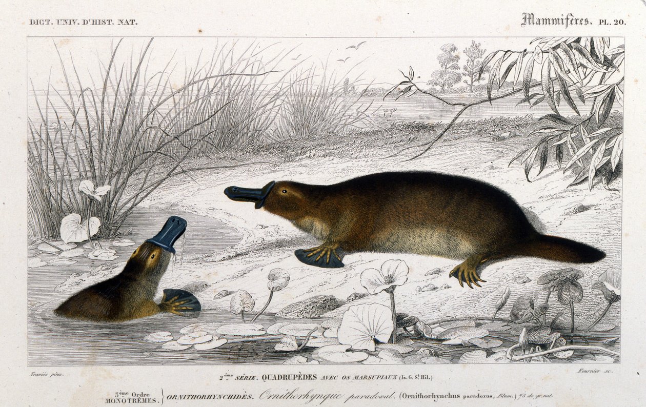 Ornithorynch (Ornithorhynchus paradoxus, Blum.)の表現。C. D