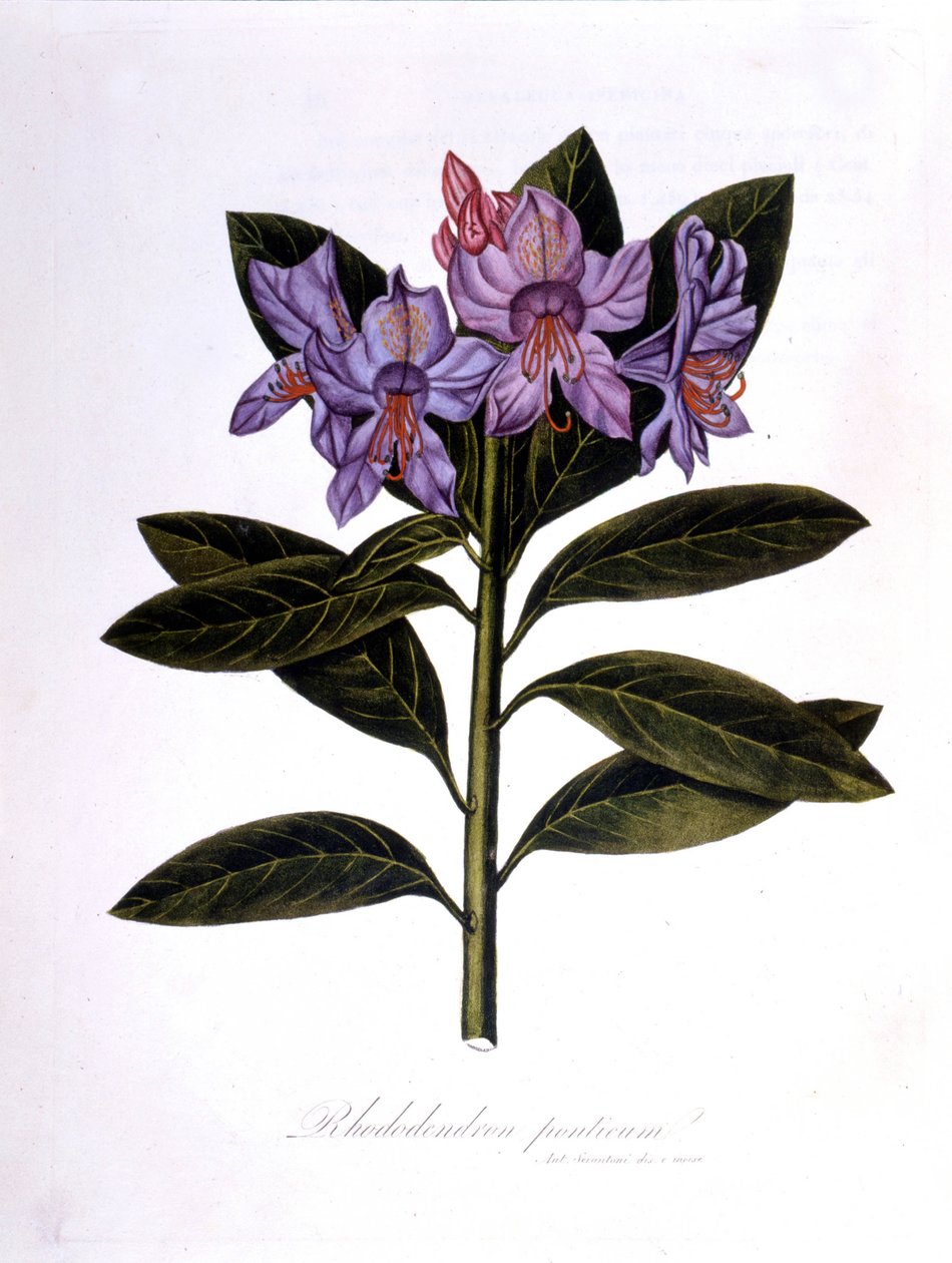 Rhododendron（Rhododendrum pontium）。 作： 無名の画家