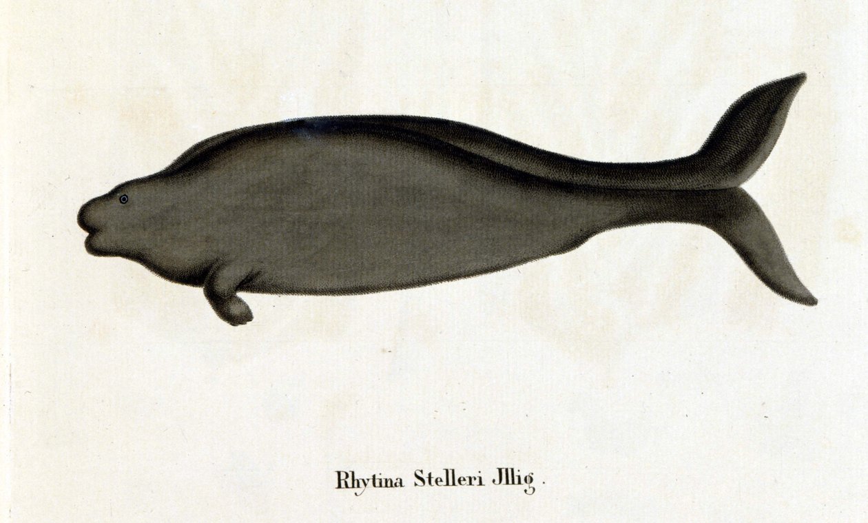 Rhytina Stelleriは海牛Stellerとも呼ばれ、18世紀には標本が消滅している。 作： 無名の画家