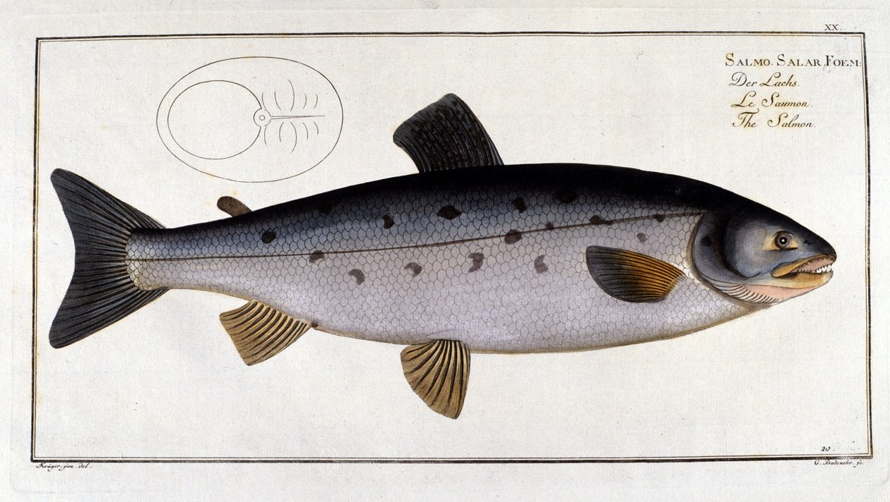 鮭（Salmo salar） Marc Elieser Bloch Ichtyologie Paris - Berlin - London 1787年。 作： 無名の画家