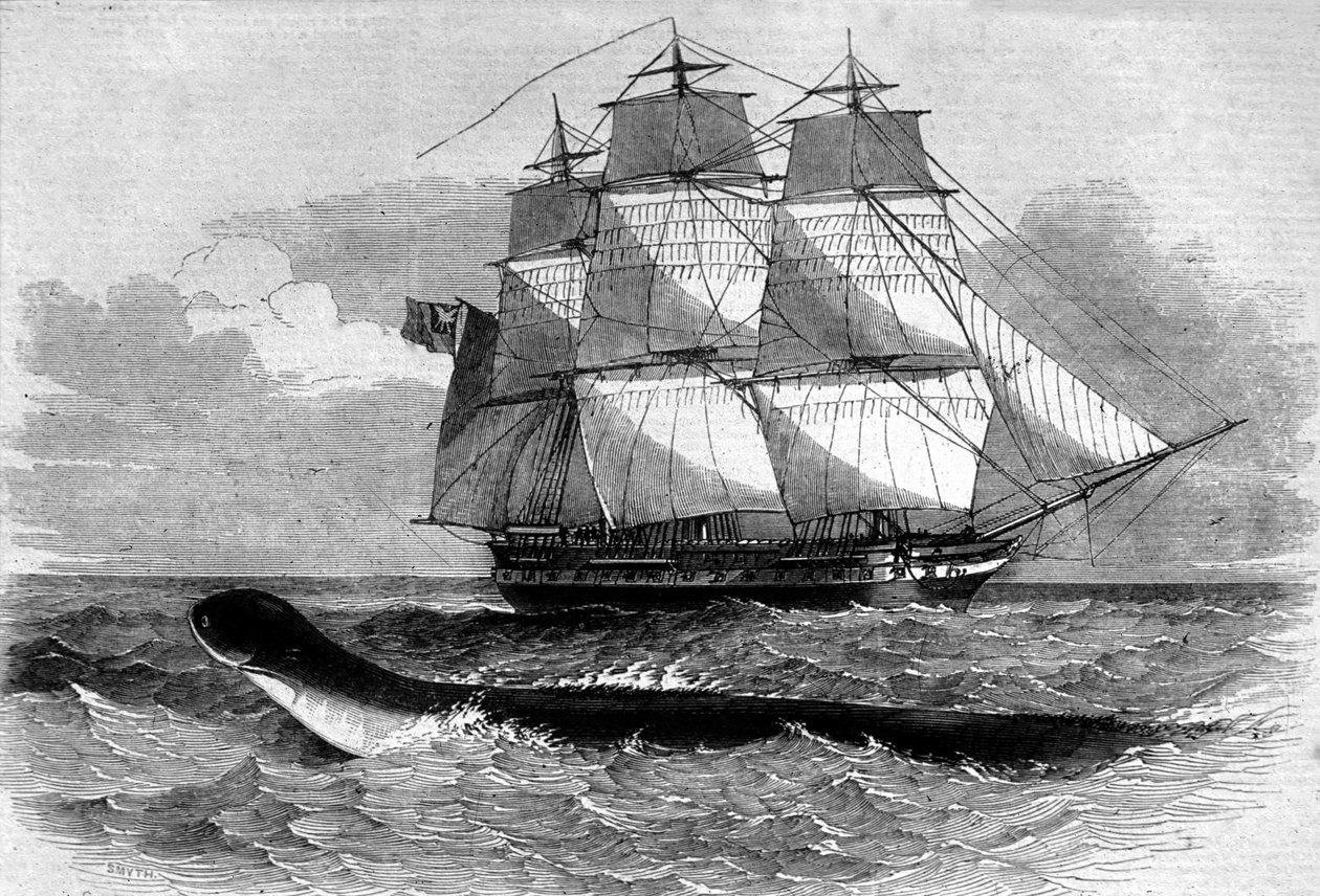 海の怪物：1848年、ダイダロス・フレゲート・ロードに出現したウミヘビ。19世紀に描かれた版画。 作： 無名の画家