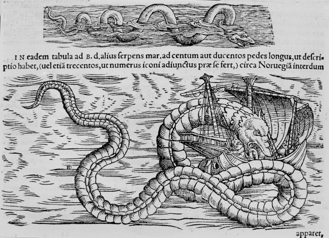コンラッド（＝コンラッド）・ゲスナーにちなんだ海洋生物「ウミヘビ 作： 無名の画家