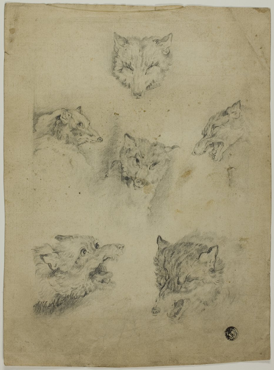 オオカミの頭の 6 つのスケッチ 作： 無名の画家