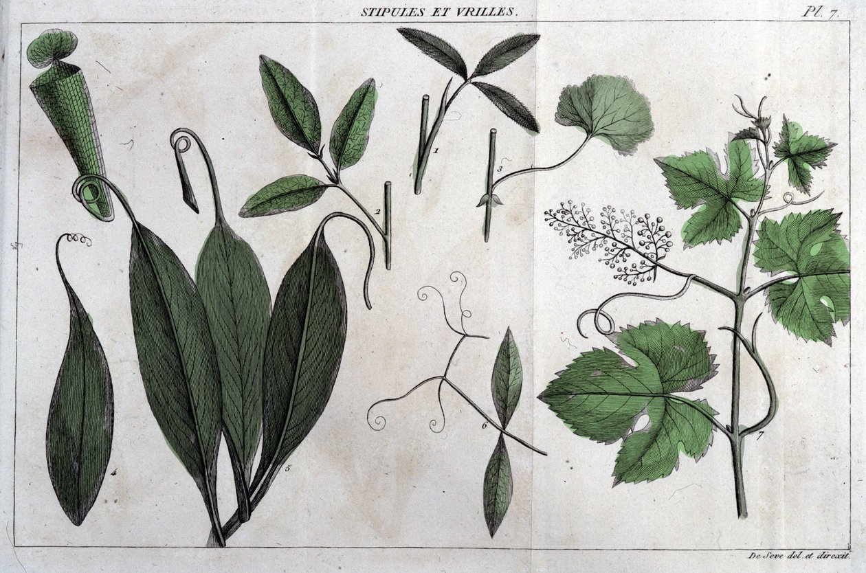 Stipules and tendrils: "Flora Françoise, or a brief description of all plants that grows natural in France, arranged according to a new method of analysis which quotation of their least equivocal virtues in medicine and their usefulness in the world "では、フラ 作： 無名の画家