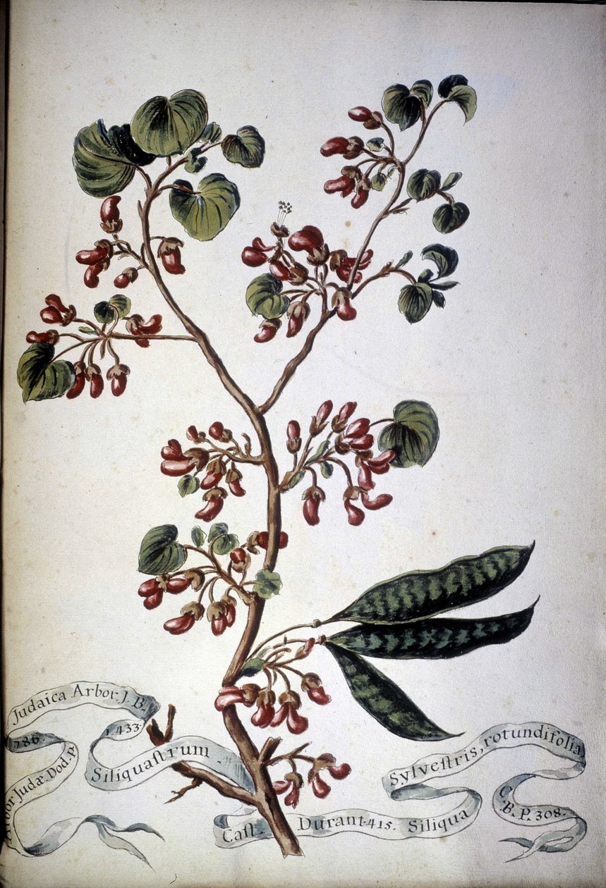 Sylvestris Rotundifolia。19世紀のハーバリウム。 作： 無名の画家