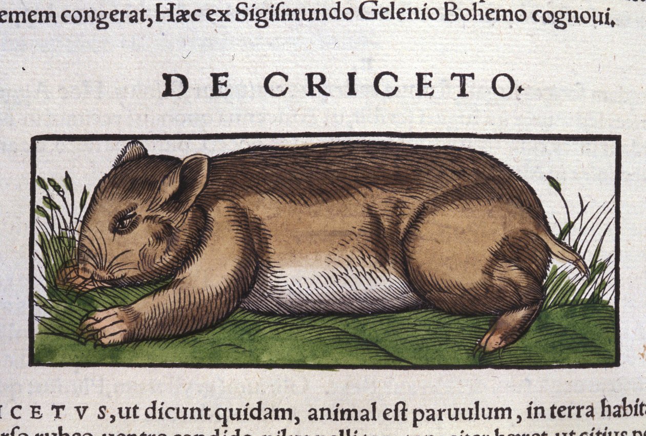 コンラッド・ゲスナー(1516 - 1565)の『Historia Animalium』に登場するハムスター、Tiguri 作： 無名の画家