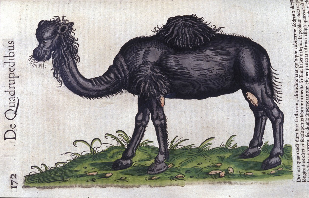 Konrad Gesner著「Historiae animalium」のラクダ、Tiguri 作： 無名の画家