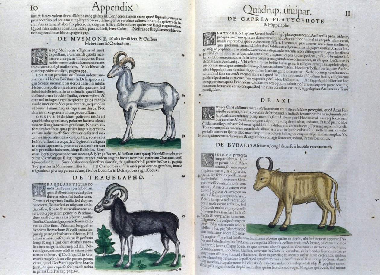 コンラッド・ゲスナー(1516 - 1565)の『Historia Animalium』の四足動物の二重ページ、ティグリ 作： 無名の画家