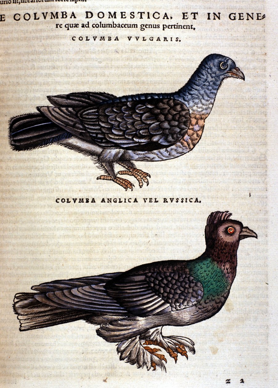 Tiguri 1560年、Conrad GesnerのHistoria Animaliumの後に描かれた鳩。Biblioteca nazionale Braidense.ミラノ 作： 無名の画家