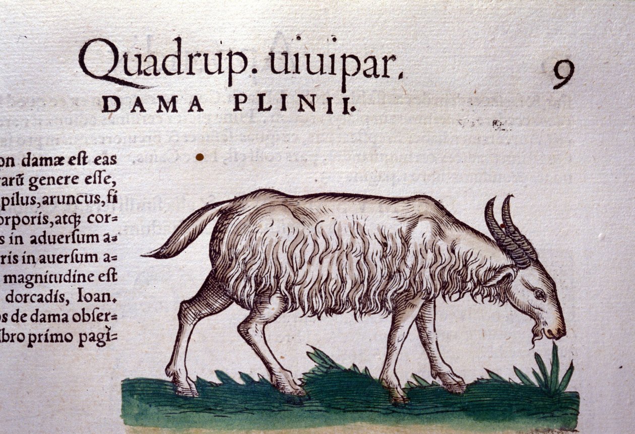 Konrad GesnerのHistoriae animaliumの後のヤギ、Tiguri 作： 無名の画家