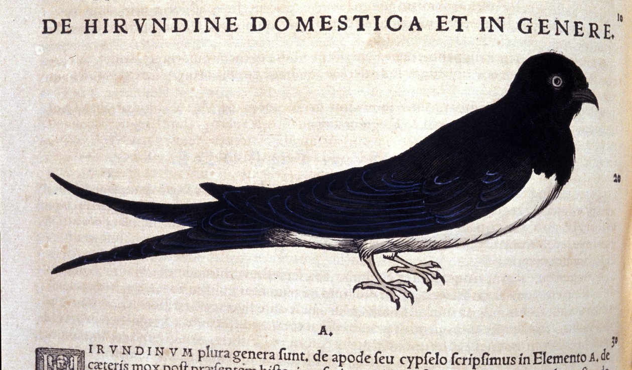 Konrad GesnerのHistoriae animaliumの後のツバメ、Tiguri 作： 無名の画家