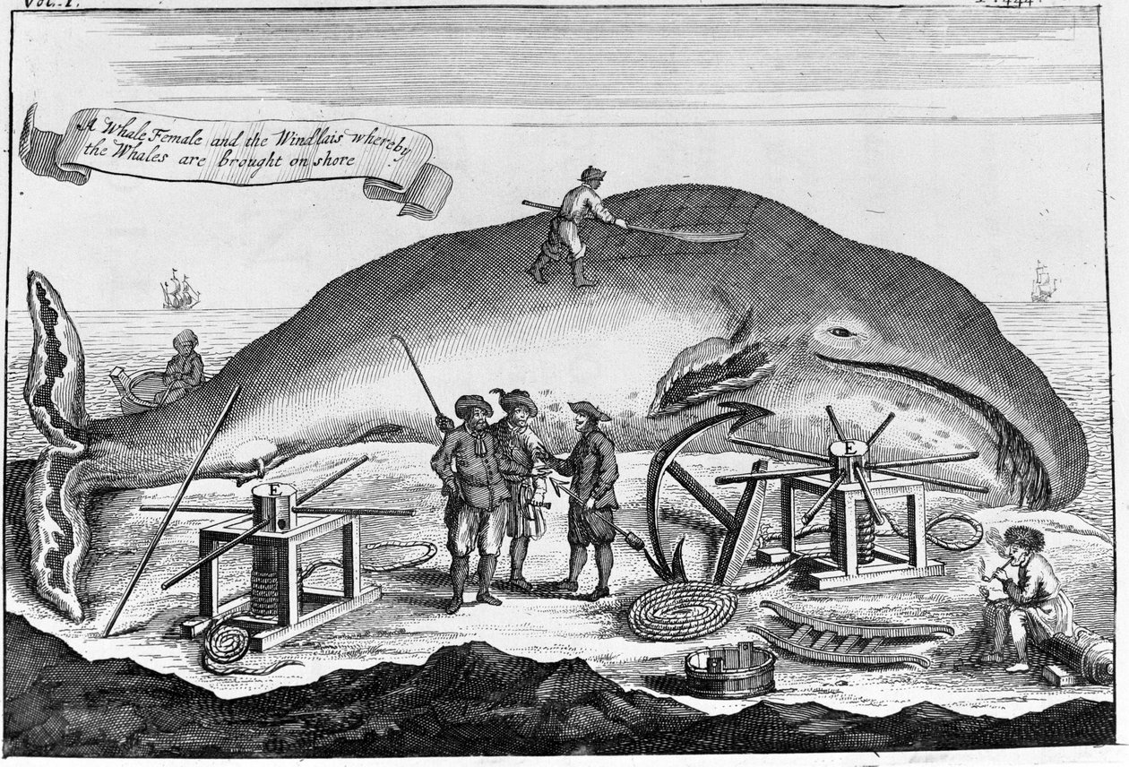 捕鯨：陸地でマッコウクジラを洗浄中...18世紀初頭の書籍に掲載されていた図版の一部 作： 無名の画家