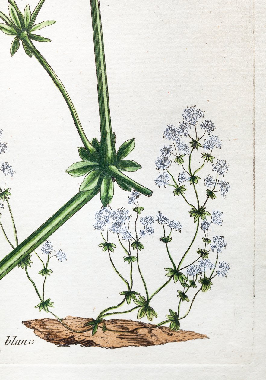 シロウズラまたはソフト・ベッドストロー 作： 無名の画家